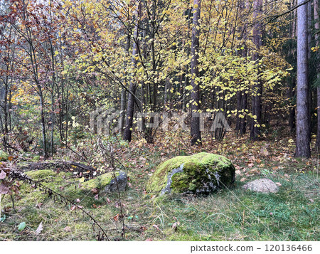 Large moss covered rock in a forest in Lithuania Large moss covered rock in a forest in Lithuania 120136466