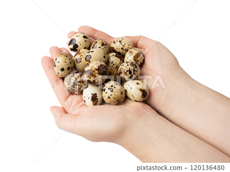 Quail Eggs, Diet Egg, Healthy Breakfast, Natural Organic Nutrition, Salad Ingredient Spotted Quail Egg Quail Eggs, Diet Egg, Healthy Breakfast, Natural Organic Nutrition, Salad Ingredient Spotted Quail Egg 120136480