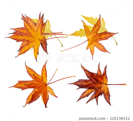 Autumn Leaf Isolated, Colored Autumn Tree Leaves, Red Orange Foliage, Yellow Fall Leaf Autumn Leaf Isolated, Colored Autumn Tree Leaves, Red Orange Foliage, Yellow Fall Leaf 120136522