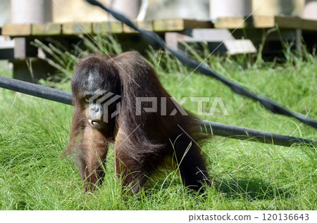 猩猩 120136643