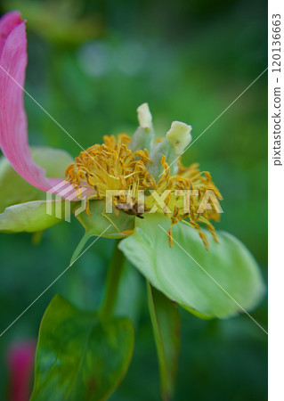 「立葉芍藥」是一種草藥,品種是珀拉斐。授粉後的種子。花的語言是「害羞」和「害羞」。 「立葉芍藥」是一種草藥,品種是珀拉斐。授粉後的種子。花的語言是「害羞」和「害羞」。 120136663