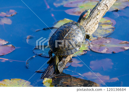 Turtle climbing on a branch 120136684