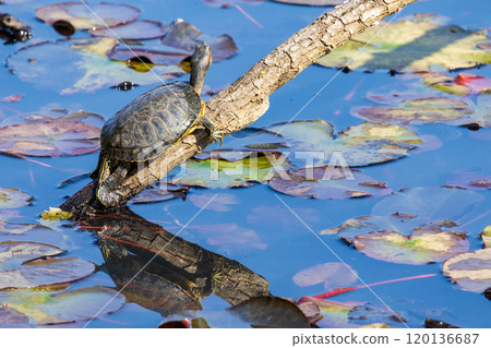 Turtle climbing on a branch 120136687