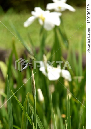 蜻蜓和鳶尾花 蜻蜓和鳶尾花 120136739