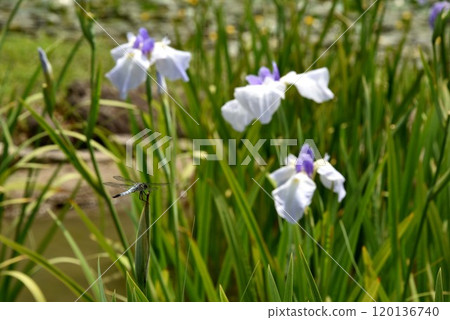 Dragonfly and iris flowers 120136740
