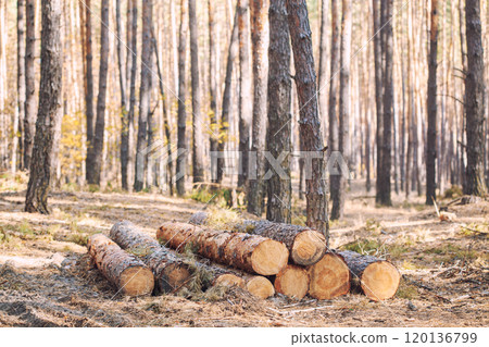 freshly cut logs piled in a forest , highlighting the process of logging and timber preparation 120136799