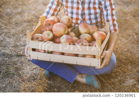 woman farmer in jeans and a plaid shirt holding a box of apples in her hands standing in an orchard 120136901
