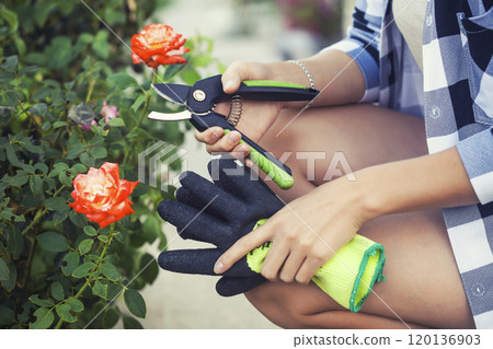 girl gardener prunes roses in the garden with secateurs 120136903