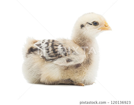 Little chick isolated on white background Little chick isolated on white background 120136923