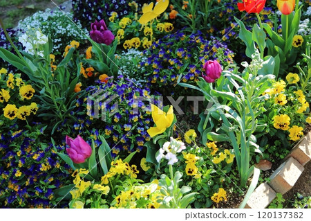Arao City Rose Garden flower bed, Arao City Rose Garden flower bed, 120137382