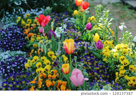 Arao City Rose Garden flower bed, Arao City Rose Garden flower bed, 120137387