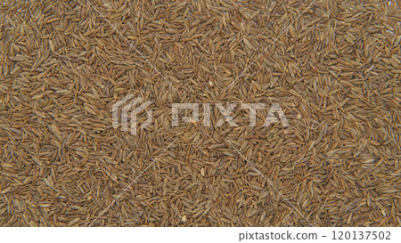 Cumin seed 120137502