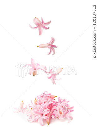 Pink Hyacinth Petals Isolated, Small Hyacinth Flowers Pink Hyacinth Petals Isolated, Small Hyacinth Flowers 120137512
