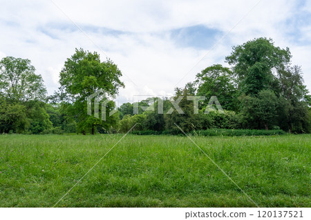 Spring Meadow Texture Background, Green Spring Landscape with Copy Space, Idyllic Meadow Banner 120137521
