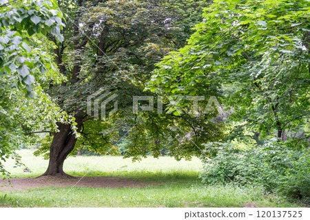 Spring Meadow Texture Background, Green Spring Landscape with Copy Space, Idyllic Meadow Banner Spring Meadow Texture Background, Green Spring Landscape with Copy Space, Idyllic Meadow Banner 120137525