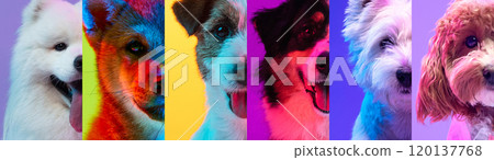 Neon-lit collage of dogs standing confidently, colorful lighting and soft hues reflecting their playful characters in contemporary and creative fashion. Neon-lit collage of dogs standing confidently, colorful lighting and soft hues reflecting their playful characters in contemporary and creative fashion. 120137768