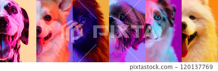 Banner. Dogs in neon lighting, each separated by color, showcasing their distinctive breeds and personalities, creating visually dynamic and fun composition. 120137769