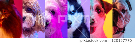 Color collage. Split-shot of dogs standing against vibrant, neon-colored backgrounds, highlighting playful and fun personalities in trendy colors. 120137770