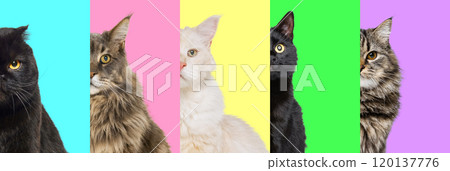 Catwalk in Colors. Collage with cats, showcasing their majestic appearances in front of bright pastel backgrounds, emphasizing their unique expressions and personalities. 120137776