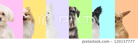 Furry Lineup. Playful vertical image of dogs, each standing against different pastel-colored background, highlighting diversity and charm of each breed. 120137777