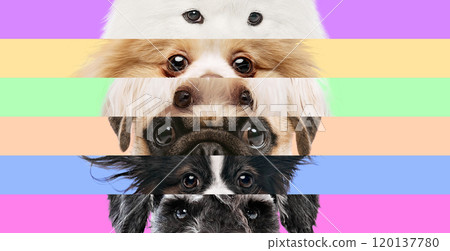 Paws and Pastels. Vibrant collage featuring close-ups of various dog breeds, stacked horizontally with pastel-colored backgrounds, showcasing their expressive eyes. Paws and Pastels. Vibrant collage featuring close-ups of various dog breeds, stacked horizontally with pastel-colored backgrounds, showcasing their expressive eyes. 120137780