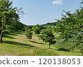 Trees standing on a hill in early summer 120138053