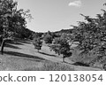 Trees standing on a hill in early summer (monochrome) 120138054