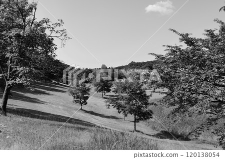 Trees standing on a hill in early summer (monochrome) 120138054