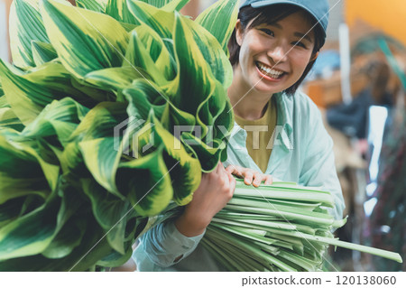 Shipping of Hosta Leaf Shipping of Hosta Leaf 120138060