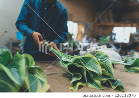 Shipping of Hosta Leaf 120138070