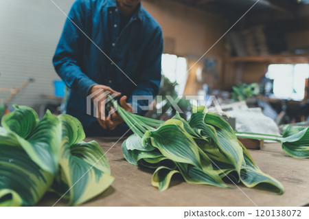 Shipping of Hosta Leaf Shipping of Hosta Leaf 120138072