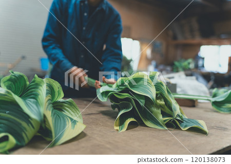Shipping of Hosta Leaf 120138073