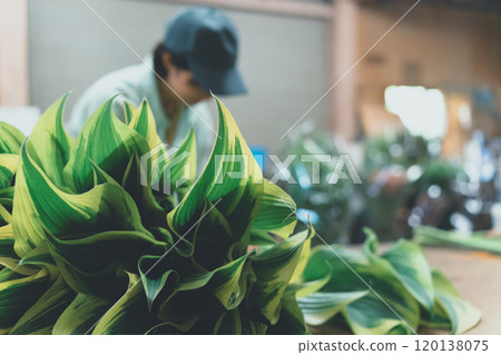 Shipping of Hosta Leaf Shipping of Hosta Leaf 120138075