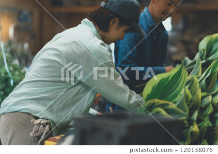 Shipping of Hosta Leaf 120138076