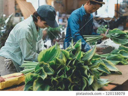 Shipping of Hosta Leaf Shipping of Hosta Leaf 120138079