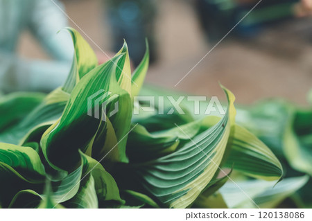 玉簪葉的運輸 120138086