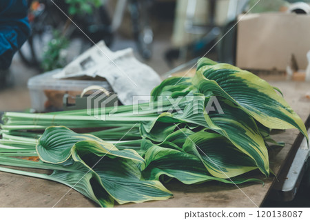 玉簪葉的運輸 120138087