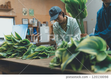 Shipping of Hosta Leaf Shipping of Hosta Leaf 120138098