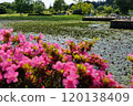 Pink flowers in the foreground and a lotus pond in the background 120138409