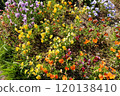 Yellow, orange and purple flowers 120138410