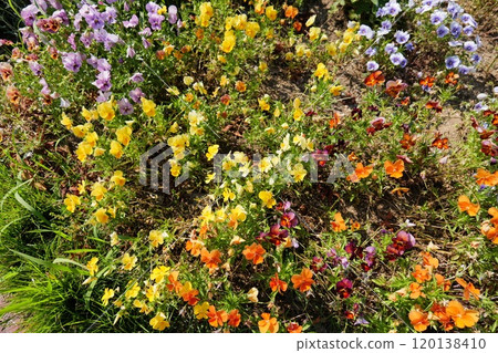 Yellow, orange and purple flowers 120138410