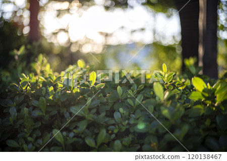 在森林裡,樹葉,陽光透過樹葉,生態圖像 在森林裡,樹葉,陽光透過樹葉,生態圖像 120138467