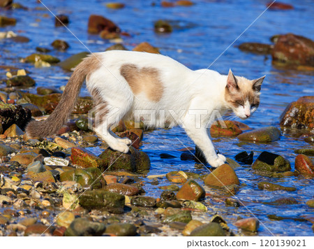 It is an island cat that lives in the sea. 120139021
