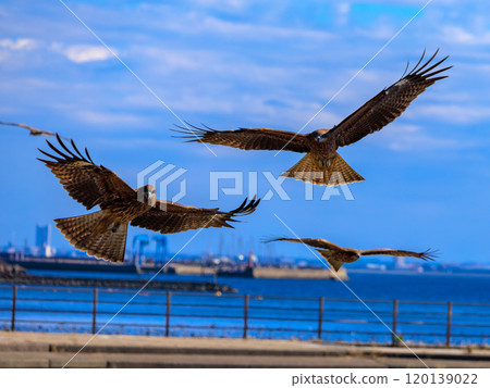這是一隻黑色的風箏,沿著海岸優雅地飛翔。 這是一隻黑色的風箏,沿著海岸優雅地飛翔。 120139022