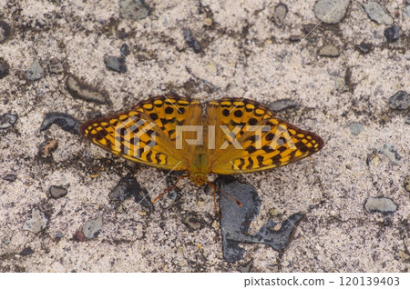 Swallowtail Butterfly Takayama, Fukui Prefecture 120139403