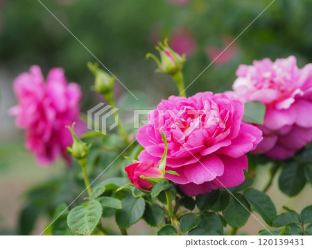 English Rose Garden 120139431
