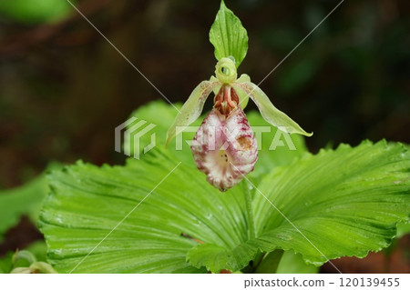 Kumagaisou, Kumagai grass, orchid, wildflower, flower with an interesting shape 120139455