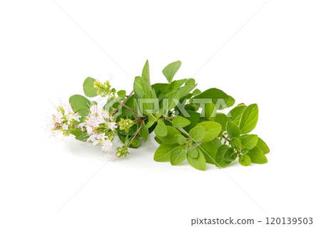 Fresh thyme twig isolated, fresh marjoram leaves, oregano sprig, green thyme seasoning leaf, thyme leaves Fresh thyme twig isolated, fresh marjoram leaves, oregano sprig, green thyme seasoning leaf, thyme leaves 120139503