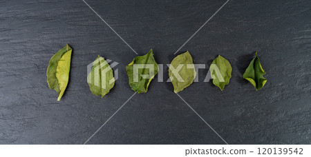 Thai lime dried leaves, makrut lime or Citrus hystrix leaf pile, kaffir lime dry sprouts, Southeast Asia spices 120139542