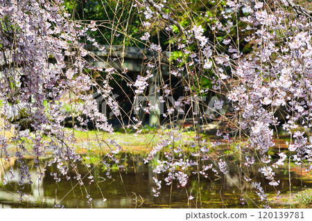 Kyoto Imperial Palace: Itozakura (weeping cherry tree) at the site of the Konoe residence (Kamigyo Ward, Kyoto City, Kyoto Prefecture) 120139781